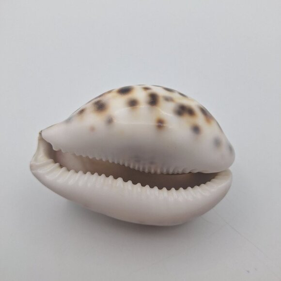Zodiak Tiger Cowry Seashell Scrimshaw Carved Cancer Crab Cypraea Vintage Beach - Picture 5 of 5